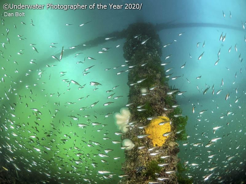 karya jawara kontes Underwater Photographer of the Year 2020