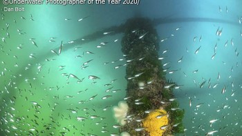 Kategori British Waters Living Together diraih oleh Dan Bolt dari Inggris. Foto: Dan Bolt/Underwater Photographer of the Year 2020