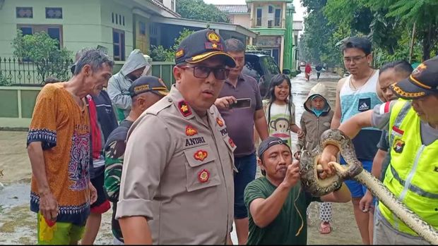 Sanca Tiga Meter Muncul di Lokasi Banjir Bojong Kulur Bogor