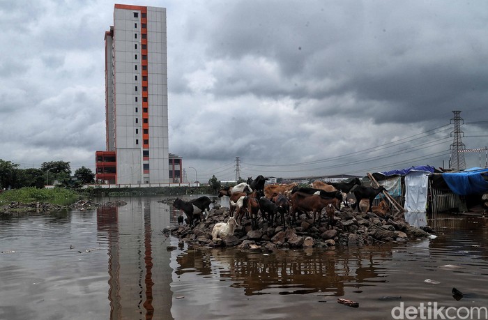 Banjir yang merendam kawasan Semper Barat, Jakut, tak hanya berdampak pada warga yang tinggal di sana. Sejumlah kambing turut terjebak banjir di kawasan itu.