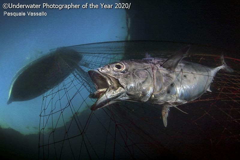 karya jawara kontes Underwater Photographer of the Year 2020