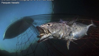 Marine Conservation Photographer of the Year 2020 diraih oleh Pasquale Vassallo dari Italia. Foto: Pasquale Vassallo/Underwater Photographer of the Year 2020
