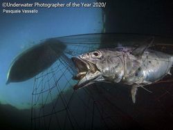 Jepretan Keren Jawara Kontes Foto Bawah Air