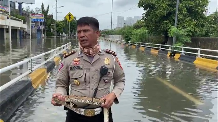 Ini Alasan Polisi Pegang Ular Saat Laporkan Banjir Jakarta Barat