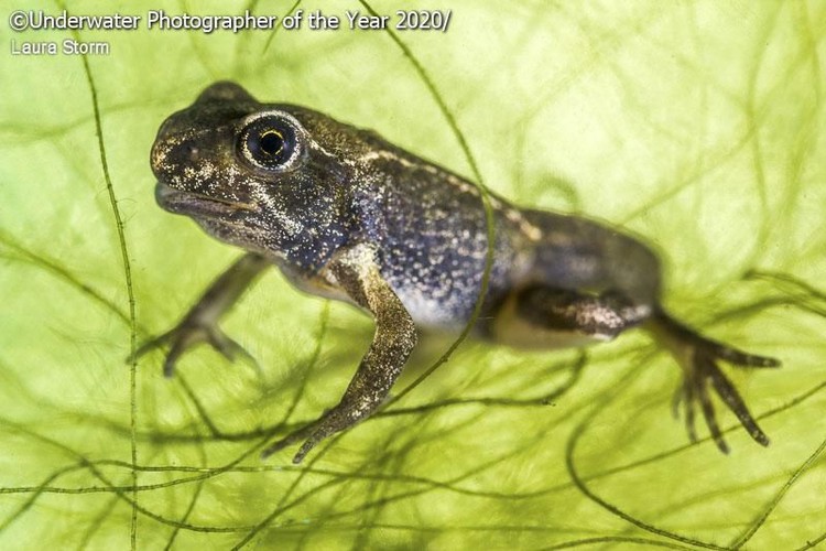 karya jawara Underwater Photographer of the Year 2020 karya jawara kontes Underwater Photographer of the Year 2020