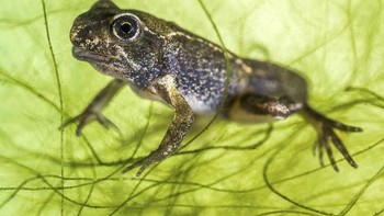 Kategori British Waters Macro dimenangkan oleh Laura Storm dari Inggris. Foto: Laura Storm/Underwater Photographer of the Year 2020