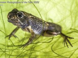 Jepretan Keren Jawara Kontes Foto Bawah Air
