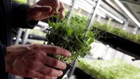 Seorang pria dari perusahaan Le Champignon de Bruxelles menunjukkan sayuran yang tengah dibudidayakan di sebuah gudang bawah tanah yang disulap menjadi perkebunan di kawasan Brussels, Belgia. Konsep pertanian kota atau urban farming jadi salah satu kegiatan yang kian diminati oleh masyarakat.
