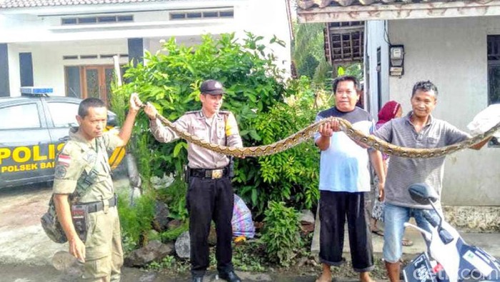 Polisi dan warga berhasil tangkap ular sanca berukuran 3 meter
