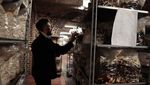 Intip Budi Daya Jamur Lewat Ampas Bir di Kebun Bawah Tanah Belgia