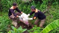 Kerangka manusia yang ditemukan di hutan pinus yang berada di kawasan Pemalang, Jawa Tengah, dimakamkan. Istimewa/Dok. Polres Pemalang.