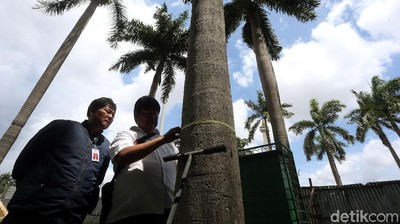 Momen Komisi Pengarah Ambil Sampel Tanah-Pohon di Monas