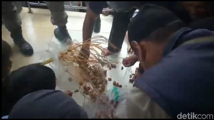 Pohon kurma di masjid agung Tasikmalaya dipanen