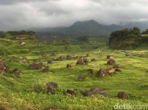 Ramai Pengunjung, Ranu Manduro Ditutup Pemilik Lahan