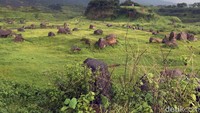 Tampak padang rumput hijau berhiaskan bebatuan dan bukit yang mengelilinginya.