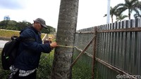 Terlihat dalam pengambil sampel pohon itu, tim mengukur lingkar batang pada beberapa jenis pohon yang berbeda. Tanah di sekitar pohon itu juga diambil sampelnya.