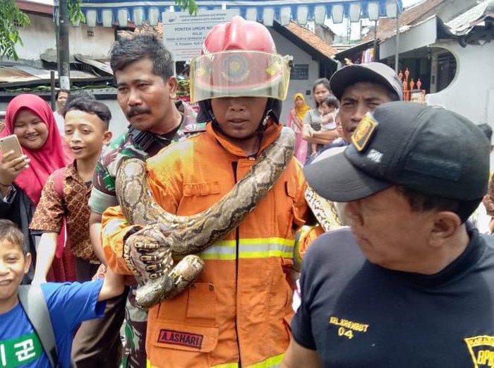 Seekor ular sanca kembang dtangkap di sela rumah warga Krembangan, Surabaya. Proses penangkapan diwarnai penjebolan tembok rumah warga.