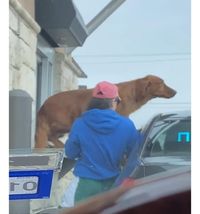 Lompat Ke Jendela Drive Thru, Anjing Ini Tak Sabar Nyeruput Minumannya