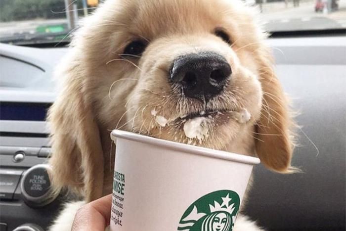 anjing jajan starbucks