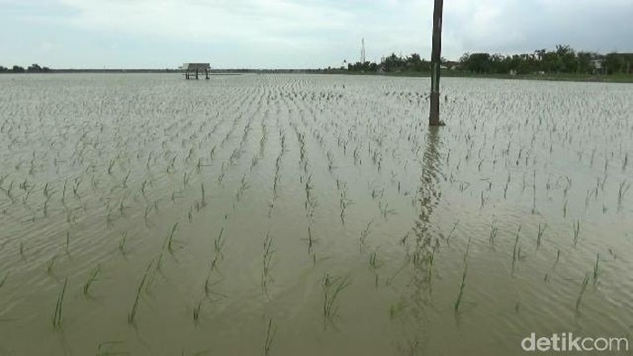 Areal pesawahan di Subang terendam banjir