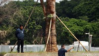 Bambang menuturkan hasil analisa laboratorium akan menunjukkan kondisi awal sebelum ditebang dan setelah ditebang. Kemudian, kata dia, hasil analisis tersebut akan keluar kesimpulan akibat dari revitalisasi seperti apa.