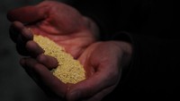 Ampas bir organik tersebut akan dicampur dengan millet untuk menumbuhkan varietas jamur di perkebunan bawah tanah tersebut. Millet merupakan bahan makanan yang masuk dalam kategori biji-bijian.
