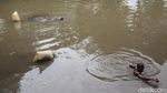 Berkah Banjir, Jumlah Cacing Sutra Melonjak
