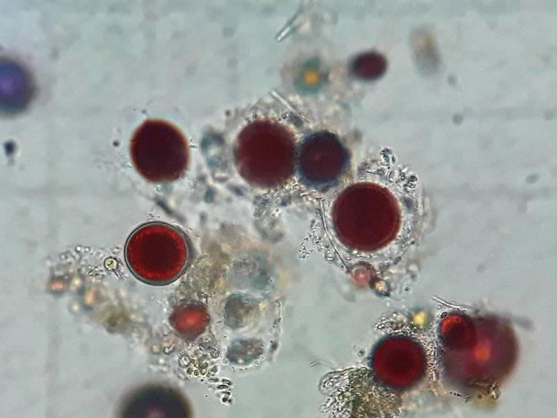 Salju Merah Antartika