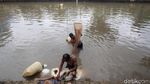 Berkah Banjir, Jumlah Cacing Sutra Melonjak