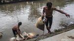 Berkah Banjir, Jumlah Cacing Sutra Melonjak