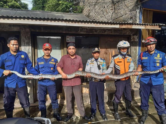 Ular sanca 4 meter dievakuasi di rumah warga di Jagakarsa, Jaksel.