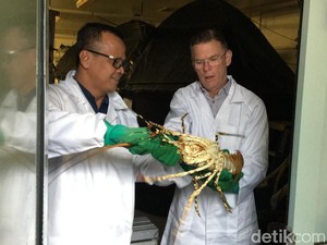 Revisi Aturan Lobster Susi di Tangan Jokowi