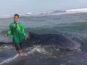 Kasihan... Ada Hiu Paus Bolak-balik Terdampar di Pantai Kulon Progo
