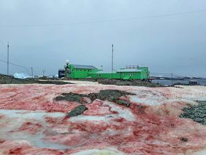Ngeri, Salju di Antartika Berubah Jadi Merah Darah