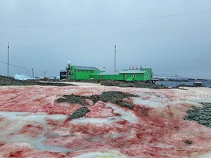 Ngeri, Salju di Antartika Berubah Jadi Merah Darah