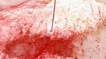 Jadi saat musim dingin melanda Antartika, mereka mampu bertahan hidup. Barulah ketika temperatur lebih hangat muncul di sana, pada musim panas antara Oktober ampai Februari, ganggang berubah jadi merah. Foto: Kementerian Riset Ukraina