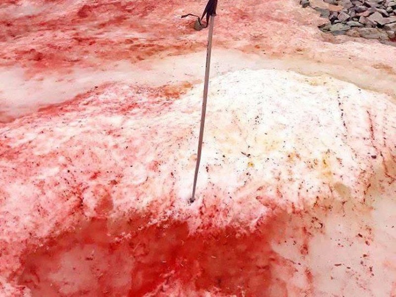 Salju Merah Antartika