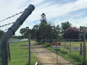 Berhasil Melarikan Diri, Seekor Babon di Sydney Gagal Divasektomi