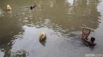 Berkah Banjir, Jumlah Cacing Sutra Melonjak