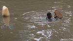 Berkah Banjir, Jumlah Cacing Sutra Melonjak