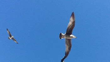 Menangkap burung. Foto: Tiago Silva