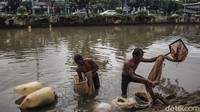 Cacing sutra yang tertangkap dikumpulkan di dalam karung maupun plastik besar.