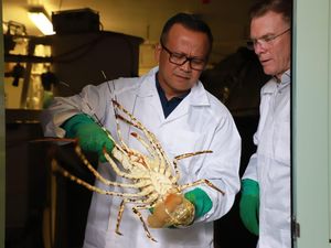 Edhy Prabowo Sebut Lobster Tidak akan Punah Meski Sering Diambil