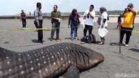 Dari pengukuran oleh Dinas Kelautan dan Perikanan Kulon Progo, diketahui hiu paus ini memiliki panjang 4,90 meter.