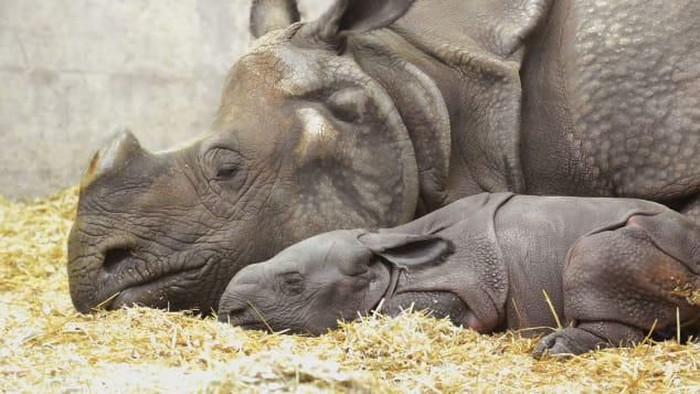 Badak bercula satu Tenzing bersama anaknya di Denver Zoo