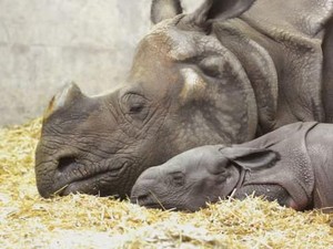 Selamat Datang Bayi Badak Bercula Satu