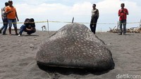Hingga kini, ikan hiu paus ini menjadi tontonan warga. Banyak orang berdatangan untuk menyaksikan ikan raksasa tersebut sejak pagi.