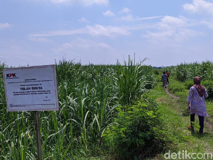 Penyidikan kasus Tindak Pidana Pencucian Uang (TPPU) dengan tersangka mantan Bupati Mojokerto Mustofa Kamal Pasa (MKP) oleh KPK masih berlanjut. Kali ini penyidik lembaga antirasuah itu menyita 4 bidang sawah yang ditanami tebu.