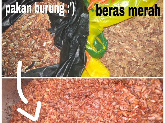 salah makan