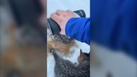 Gunakan Kopi Hangat Untuk Selamatkan Anak Kucing yang Beku, Pria Ini Panen Pujian